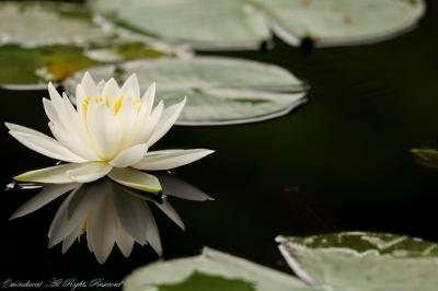 🏞️ 쇼난호 비오파크(쇼난코 비오파크) 이미지 2
